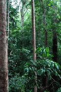 RTW0029  World's oldest rainforest